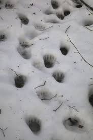 Geschehnisse Am Dachsbau Looduskalender Ee