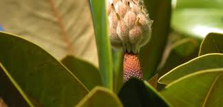 Image result for Elaeodendron croceum