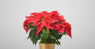 It should receive at least 6 hours of bright, indirect sunlight each day. Christmas Poinsettia Care Guide Interflora