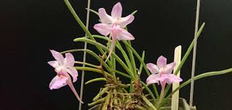 Image result for Malaxis weberbaueriana