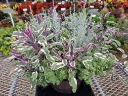 We're family owned and operated, and committed to offering only the finest floral arrangements and gifts, backed by service that is friendly and prompt. Dr A S Five Fabulous Finds At Cast Day 1 Greenhouse Grower