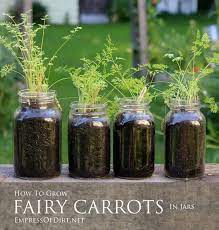 How To Grow Miniature Fairy Carrots Gardening For Kids Garden Projects Container Gardening