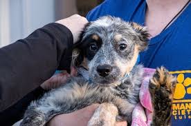 (mmi) was created to own the clinic. Banfield Foundation Home Facebook