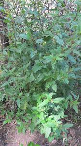 Image result for Sida serratifolia
