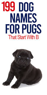 Pug Names That Begin With B In 2020 Dog Names Pug Names Funny Dog Names