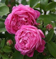 Baronne Prevost 1842 Hybrid Tea Roses Rose Rose Buds
