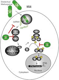 Scientists have determined the structure of a critical protein from the marburg virus, a close cousin of ebola virus. Filoviridae Sciencedirect