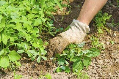 Image result for weeding garden"