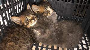 Maybe you would like to learn more about one of these? Merced County Animal Shelter Overwhelmed With Pet Medical Cases Needs Support Kmph