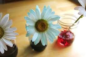 Make it the day before you. Painted Daisies Simple Science Experiment For Kids