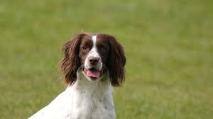 Have your dog sit in front of you. English Springer Spaniel Dog Breed Information Images More Pure Pet Food