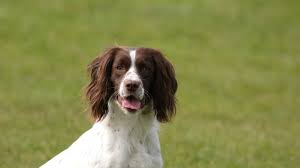 We did not find results for: English Springer Spaniel Dog Breed Information Images More Pure Pet Food