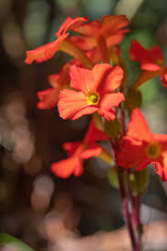 Image result for Harveya