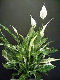 Peace Lily Care How To Grow Spathiphyllum Epic Gardening Lily Plants Peace Lily Plant Peace Lily Care