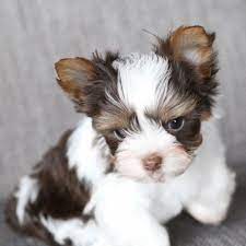 The belly, chest, legs, and the tip of the tail are white. Heritage Hill Yorkies