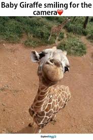 Pin By Sarah Arnott On Creatures Or Critters But Consistently Cats Cute Baby Animals Animals Cute Animals