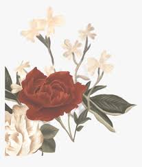 Vector flower included rose vector, fresh flower vector and more. Shawn Mendes Album Flowers Hd Png Download Kindpng