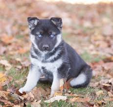 Manolo showing promise as a young puppy. German Shepherd Siberian Husky Mix Puppy Novocom Top