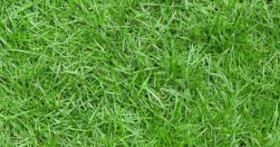 Pemupukan yang lengkap dibutuhkan untuk mendapatkan produksi yang baik dibagian barat india digunakan nitrogen 463 kg/ha, fosfor 96 kg/ha. Pilih Mana Rumput Jepang Atau Gajah Mini Selera Id