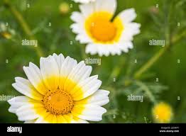 Image result for Glebionis carinata `German Flag`