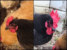How to stop a rooster from crowing. How Our Girl Blue Became Our Boy Blue A Hen Becomes A Roo Digging Food