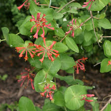 What is the name and where can i find it? Common Honeysuckle Finegardening