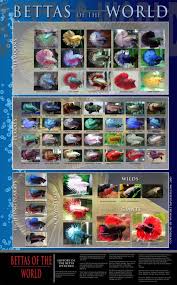 Betta Poster Etsy Betta Fish Care Betta Betta Fish Types