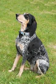 Image result for lucernský honič