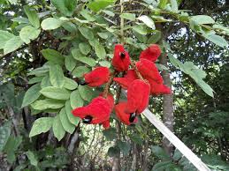 Image result for Cnestis polyphylla