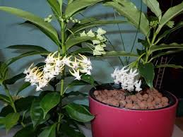 Image result for hoya multiflora