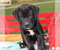 Wearing a collar with the name. View Ad Cane Corso Labrador Retriever Mix Puppy For Sale Near Maryland Charlott Hall Usa Adn 218069