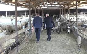 Leuștean și miere, combinație miraculoasă pentru 13 afecțiuni. ViaÈ›a La FermÄƒ De La Ferma