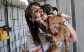 Come and download puppy rescue absolutely for free. Palestinian Ex Banker S Dogged West Bank Animal Shelter Fights For Its Life The Times Of Israel