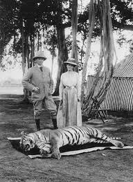 photo of a successful bengal tiger hunt ...