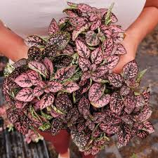 Image result for Hypoestes