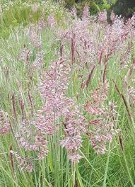 Image result for Melinis repens