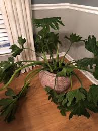 If you click on an affiliate link and make a purchase, we receive a small commission at no extra cost to you. Philodendron Drooping Houseplants