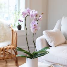 The orchid plants are fairly easy to keep and do not require as much care as a certain orchids can bloom for months on end and require a slightly shaded place behind the window. How To Get Orchids To Bloom And Rebloom