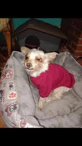 Buscamos una adopción en Madrid una casa tranquila ya que lo tenemos en una  casa de acogida de nuestra confianza Hola soy Max tengo 8 maravillosos  años. Soy un rubio guapísimo y mantengo mi peso en ...