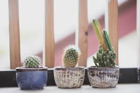 Weird and offbeat as it may sound, it's perfectly possible to paint your toilet bowl just about any color you like. 15 Different Ways To Use A Cactus Plant In Home Decor