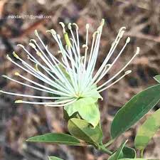 Image result for Maerua parvifolia