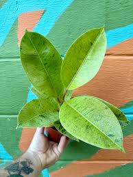 Image result for Ficus tremula