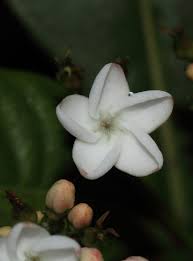 Image result for Rauvolfia nana