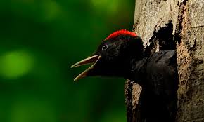 Couple of the birds in the winter forest. Black Woodpeckers Could Arrive In Britain For The First Time From Mainland Europe Say Bird Experts Daily Mail Online