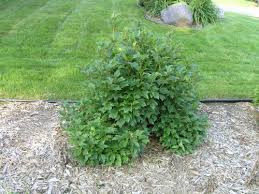 Buy dwarf european cranberry bush online. Dwarf Cranberrybush Viburnum
