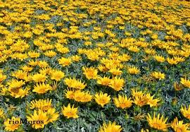 Gazania rigens, gazania splendens семейство астровые (asteraceae). Gazania Gazania Rigens Plantas Con Flores Jardineria Plantas