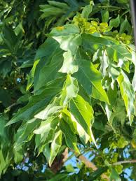 Image result for Combretum kraussii