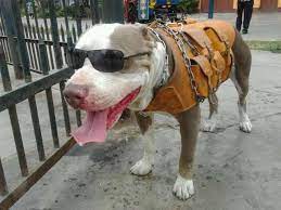 Accesorios Para Perros Pitbull Todo Accesorio Sera Indispensable Para Trend Animals Horses Cow