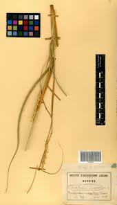 Image result for Chasmopodium