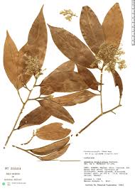 Image result for Ocotea